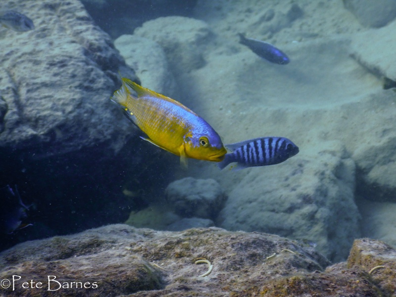 Petrotilapia flaviventris 'Chizumulu Island'